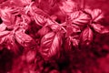 Basil on garden bed. A young basil bush grows outside in the garden. Greeting card in color of year 2023 Viva Magenta