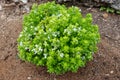 Basil or Ocimum basilicum globe shaped subshrub with bright green leaves and white flowers