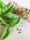 Basil green fresh leaves anda small black seeds Royalty Free Stock Photo