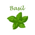 Basil. Green basil leaves. A fragrant plant for seasoning. Vector illustration isolated on a white background Royalty Free Stock Photo