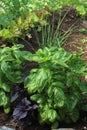 Basil green and purple in a garden