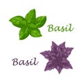 Basil. Green and purple basil leaves. A fragrant herb for seasoning. Vector illustration isolated on a white background