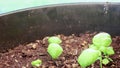 Basil growing in a pot