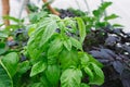 Basil grows in a greenhouse. Homegrown, gardening and agriculture concept