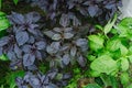 Basil grows in a greenhouse. Homegrown, gardening and agriculture concept