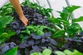 Basil grows in a greenhouse. Homegrown, gardening and agriculture consept. Mixed planting