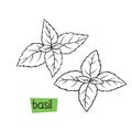 Basil hand drawn