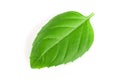 Basil herb leaf isolated on white background closeup Royalty Free Stock Photo