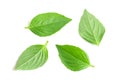basil herb leaves isolated on white background closeup Royalty Free Stock Photo