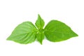 Basil herb leaves isolated on white background closeup Royalty Free Stock Photo