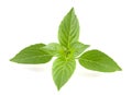 Basil herb leaves isolated on white background closeup Royalty Free Stock Photo