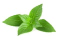 Basil herb leaves on white background closeup Royalty Free Stock Photo