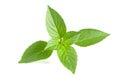 Basil herb leaves on white background closeup Royalty Free Stock Photo