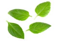 Basil herb leaves on white background closeup Royalty Free Stock Photo