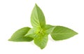 Basil herb leaves on white background closeup Royalty Free Stock Photo