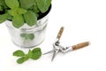 Basil Herb and Secateurs Royalty Free Stock Photo