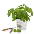 Basil Herb and Secateurs Royalty Free Stock Photo