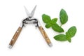 Basil Herb and Secateurs Royalty Free Stock Photo