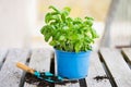 Basil herb with shovel, repot plant in spring, gardening and planting season, growing herbs in the garden