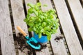 Basil herb with shovel, repot plant in spring, gardening and planting season, growing herbs in the garden