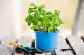 Basil herb with shovel, repot plant in spring, gardening and planting season, growing herbs in the garden