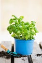 Basil herb with shovel, repot plant in spring, gardening and planting season, growing herbs in the garden