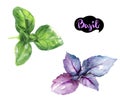 Basil herb watercolor hand drawn illustration isolated