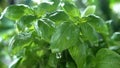 Basil Herb Watered with Rain in Macro and Slow Motion 1000fps
