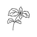 Basil herbs. Vegetable sketch. Thin simple outline icon. Black contour line vector. Doodle hand drawn illustration Royalty Free Stock Photo