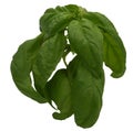 Basil