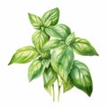 Basil Illustration: Watercolor Isolated On White Background