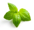 Basil isolated