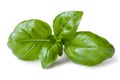 Basil Isolated on White