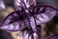 Basil italian plant macro photo