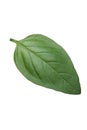 Basil leaf