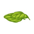 basil leaf green cartoon vector illustration