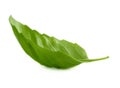 Basil leaf