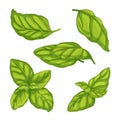 basil leaf green herb set cartoon vector illustration