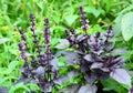 Basil Leaf Herb Benefits. Basil: Planting, Growing, and Harvesting Basil Leaves