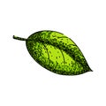 basil leaf herb food sketch hand drawn vector