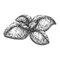 basil leaf herb fresh sketch hand drawn vector Royalty Free Stock Photo