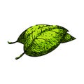 basil leaf herb plant sketch hand drawn vector Royalty Free Stock Photo
