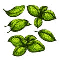 basil leaf herb set sketch hand drawn vector
