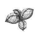 basil leaf herb spice sketch hand drawn vector Royalty Free Stock Photo