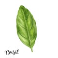 Basil leaf herb watercolor isolated on white background Royalty Free Stock Photo