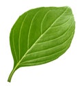 Basil leaf isolated without shadow Royalty Free Stock Photo