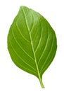Basil leaf isolated without shadow Royalty Free Stock Photo