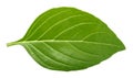 Basil leaf isolated without shadow Royalty Free Stock Photo