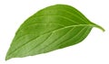 Basil leaf isolated without shadow Royalty Free Stock Photo