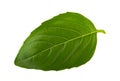 Basil leaf isolated without shadow Royalty Free Stock Photo